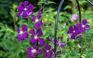 purple flowers of clematis etoile violette