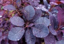 雷竞技app下载官网有紫色叶子的植物